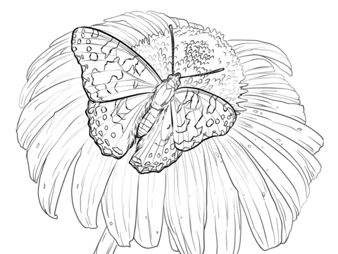 Painted Lady Butterfly Sits On A Flower Coloring Page